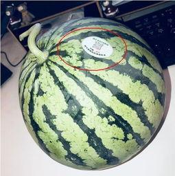 网红吃瓜大c,网红大C带你领略吃瓜界的风云变幻